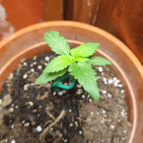 Nausicää fem auto experiment 1 growlog timeline photo