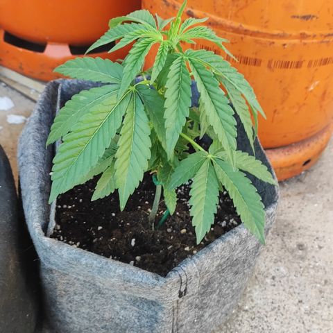 Nausicää fem auto experiment 1 growlog timeline photo