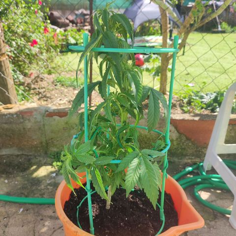 Nausicää fem auto experiment 1 growlog timeline photo