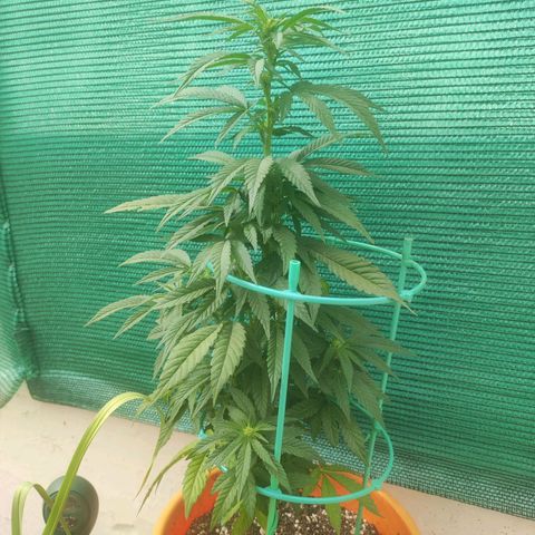 Nausicää fem auto experiment 1 growlog timeline photo