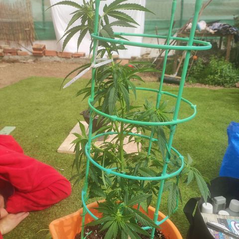 Nausicää fem auto experiment 1 growlog photo: Took some leafs and gave her first time flower potion