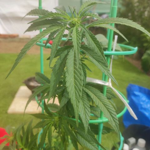 Nausicää fem auto experiment 1 growlog photo: Took some leafs and gave her first time flower potion