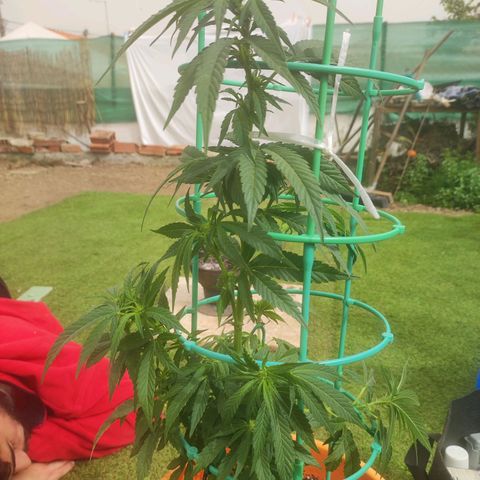 Nausicää fem auto experiment 1 growlog photo: Took some leafs and gave her first time flower potion