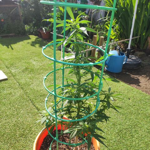 Nausicää fem auto experiment 1 growlog timeline photo