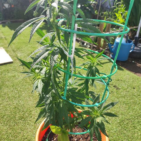 Nausicää fem auto experiment 1 growlog timeline photo