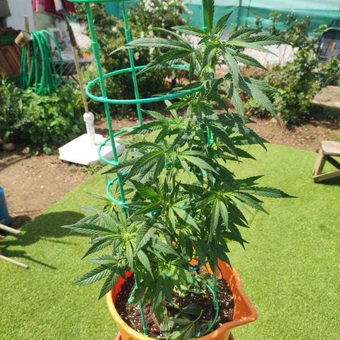 Nausicää fem auto experiment 1 growlog timeline photo