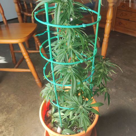Nausicää fem auto experiment 1 growlog timeline photo
