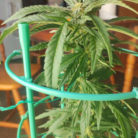 Nausicää fem auto experiment 1 growlog timeline photo