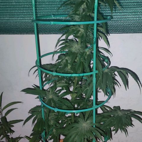 Nausicää fem auto experiment 1 growlog timeline photo