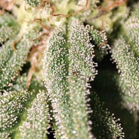 Nausicää fem auto experiment 1 growlog timeline photo