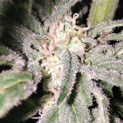 Nausicää fem auto experiment 1 growlog timeline photo