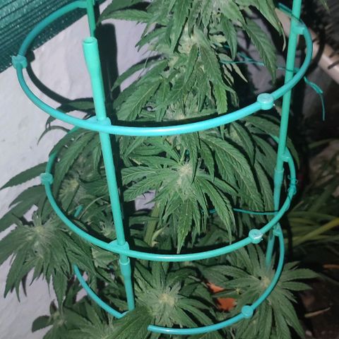 Nausicää fem auto experiment 1 growlog timeline photo