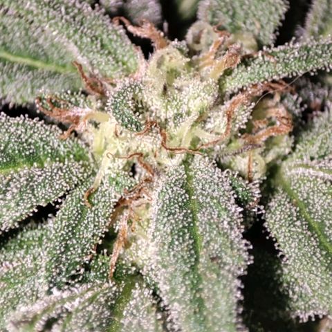 Nausicää fem auto experiment 1 growlog timeline photo