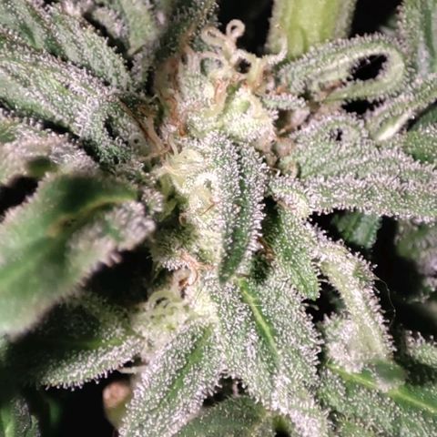 Nausicää fem auto experiment 1 growlog timeline photo