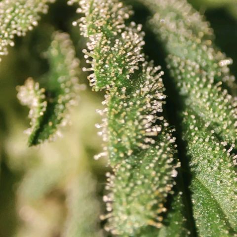 Nausicää fem auto experiment 1 growlog timeline photo