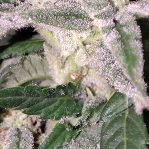 Nausicää fem auto experiment 1 growlog timeline photo
