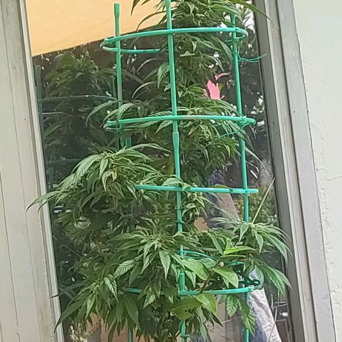Nausicää fem auto experiment 1 growlog timeline photo