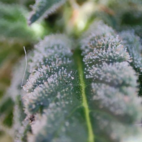 Nausicää fem auto experiment 1 growlog timeline photo