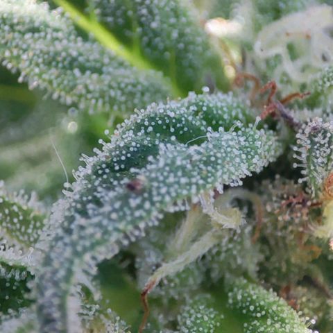 Nausicää fem auto experiment 1 growlog timeline photo