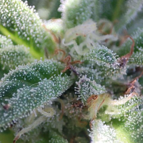 Nausicää fem auto experiment 1 growlog timeline photo
