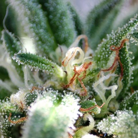Nausicää fem auto experiment 1 growlog timeline photo