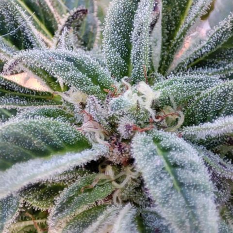 Nausicää fem auto experiment 1 growlog timeline photo