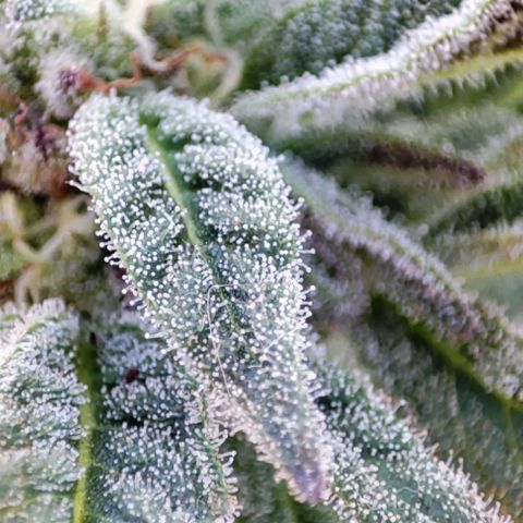 Nausicää fem auto experiment 1 growlog timeline photo