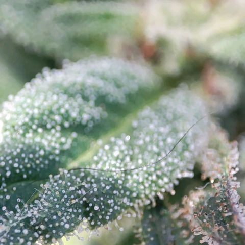 Nausicää fem auto experiment 1 growlog timeline photo