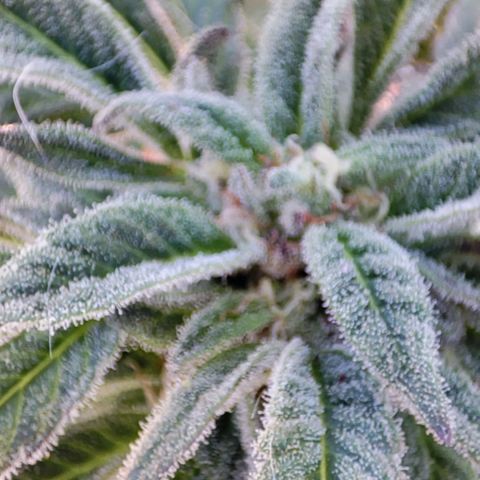 Nausicää fem auto experiment 1 growlog timeline photo