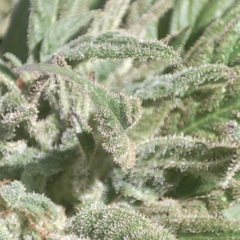 Nausicää fem auto experiment 1 growlog timeline photo