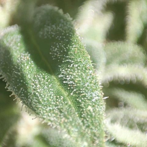 Nausicää fem auto experiment 1 growlog timeline photo