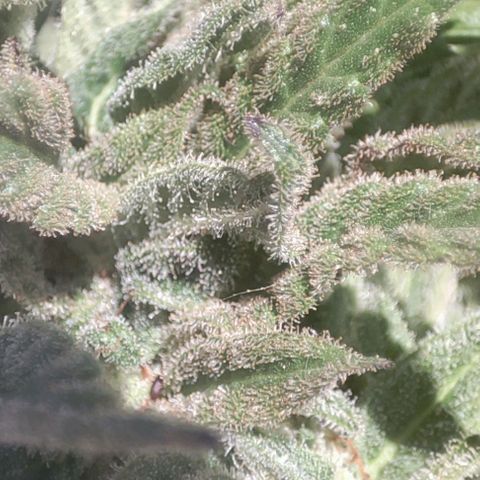 Nausicää fem auto experiment 1 growlog timeline photo