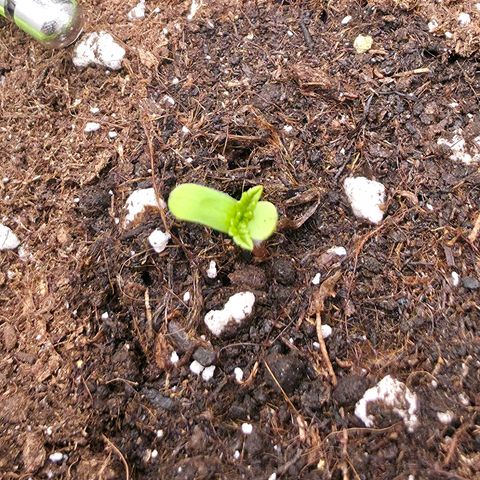 Gelato growlog timeline photo