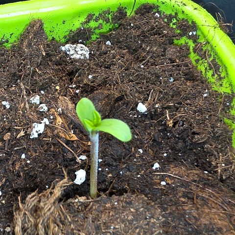 Gelato growlog timeline photo