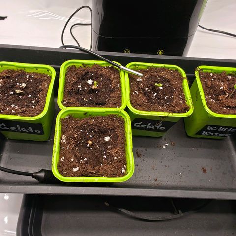 Gelato growlog timeline photo