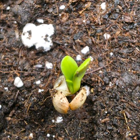 Gelato growlog timeline photo