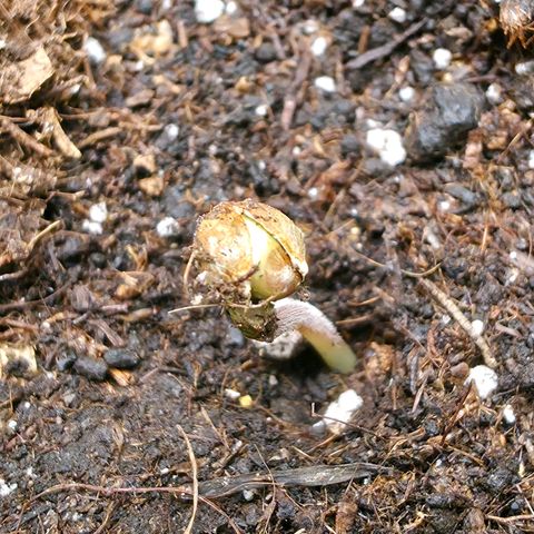 Gelato growlog timeline photo
