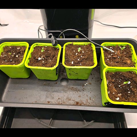 Gelato growlog timeline photo
