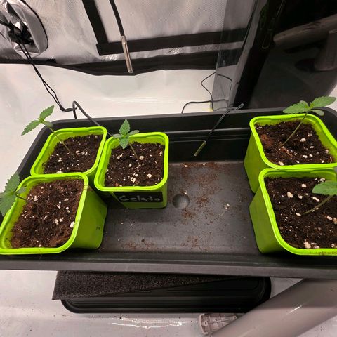 Gelato growlog timeline photo