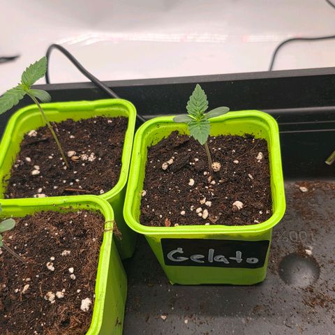 Gelato growlog timeline photo