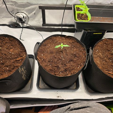 Gelato growlog timeline photo