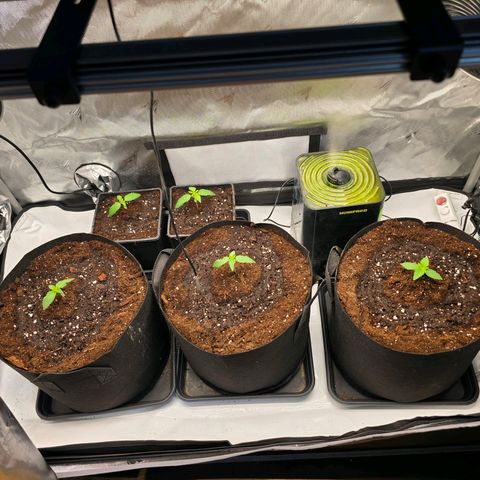 Gelato growlog timeline photo