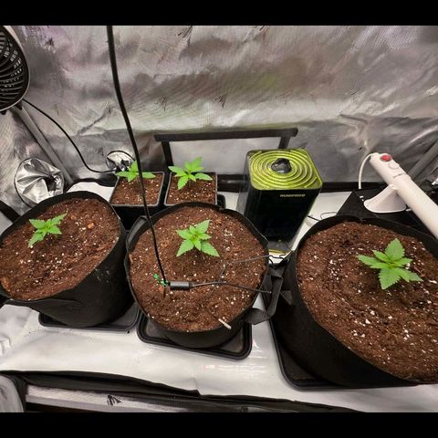 Gelato growlog timeline photo