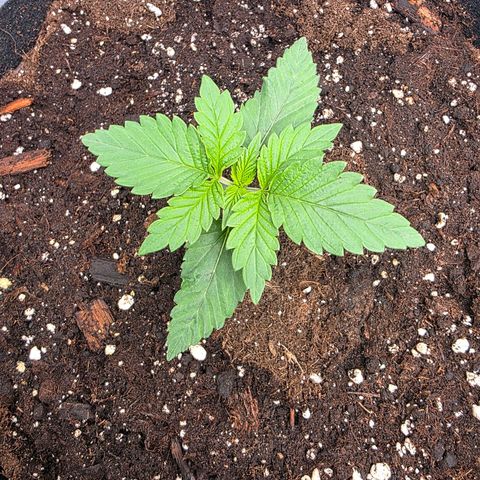 Gelato growlog timeline photo