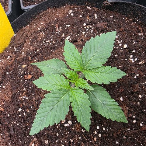 Gelato growlog timeline photo