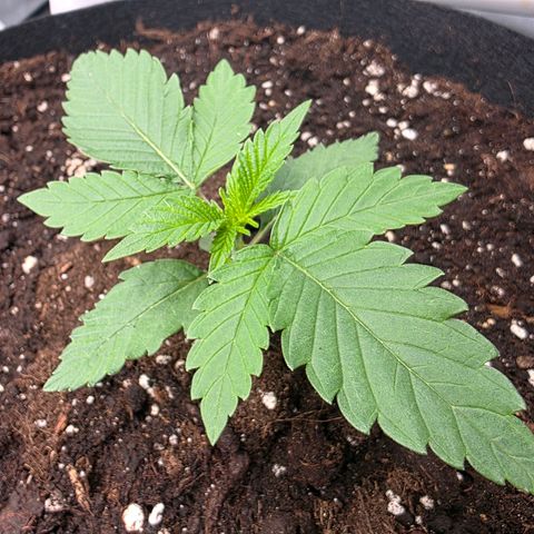 Gelato growlog timeline photo