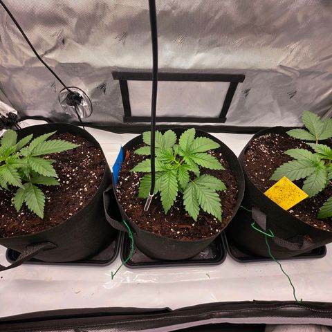Gelato growlog timeline photo