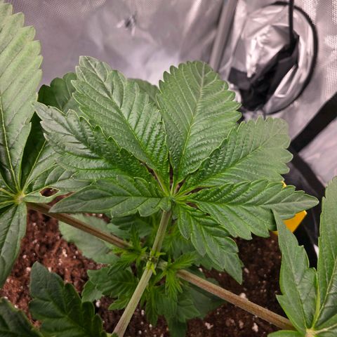 Gelato growlog timeline photo