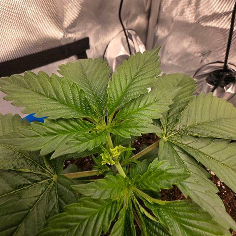 Gelato growlog timeline photo