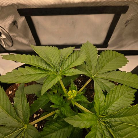 Gelato growlog timeline photo